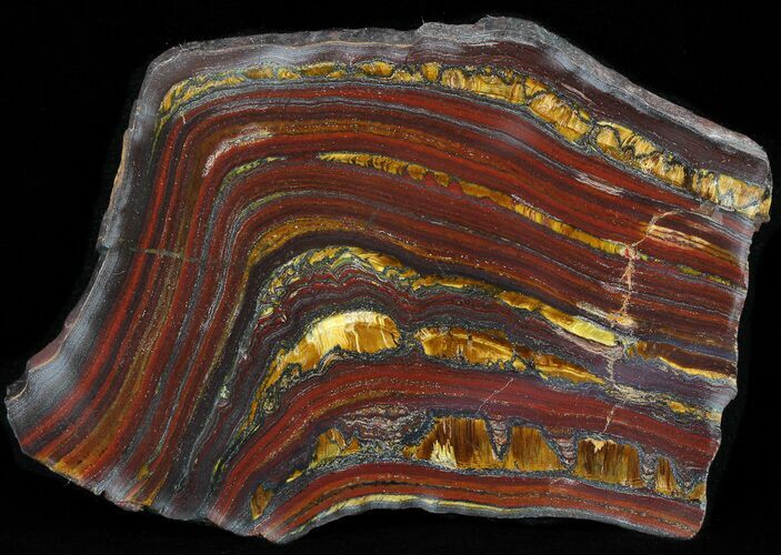 Polished Tiger Iron Stromatolite - ( Billion Years) #42604